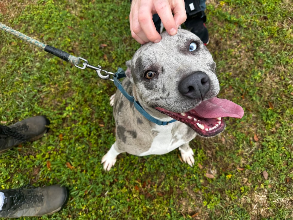 Blue is a bundle of positive energy ready to meet his new family!