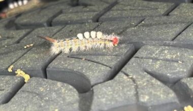 Don’t touch these fuzzy Florida bugs! What you need to know about the Tussock moth caterpillar