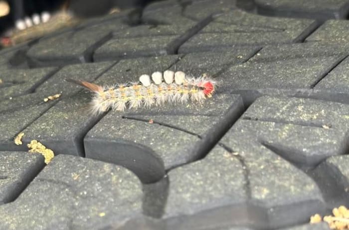 Don’t touch these fuzzy Florida bugs! What you need to know about the Tussock moth caterpillar