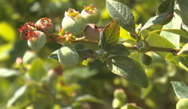 North Florida blueberry farmers report crop losses from winter freezes