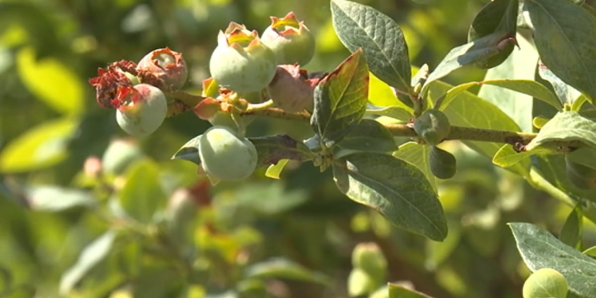 North Florida blueberry farmers report crop losses from winter freezes