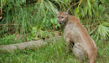 Congress pressed to fund wildlife crossings as Florida panther deaths rise
