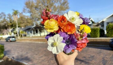 Padme Flower Farm brings U-pick flowers to the Warehouse Arts District