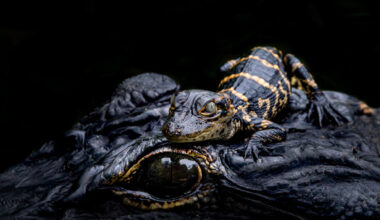 Winning photos in Friends contest now on display at Six Mile Cypress Slough Preserve