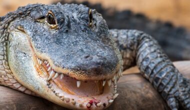 Osceola County deputy wrangles alligator as mating season approaches in Florida