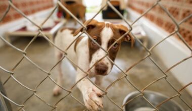 Humane Society Urges Tampa Bay Residents To Adopt or Foster Medium-Sized Dogs Amid Overcrowding