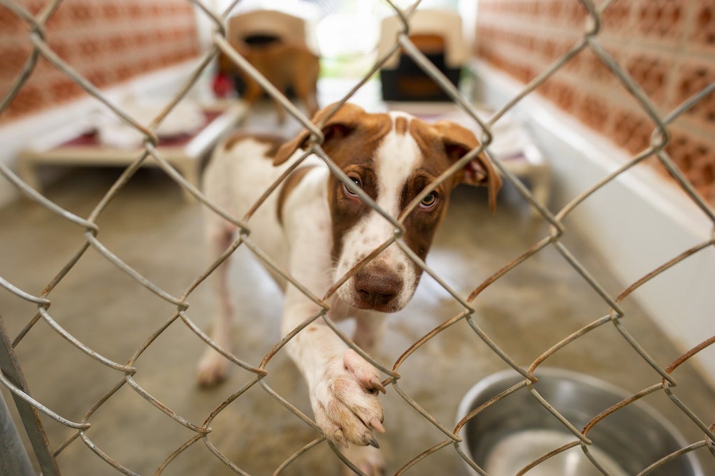 Humane Society Urges Tampa Bay Residents To Adopt or Foster Medium-Sized Dogs Amid Overcrowding