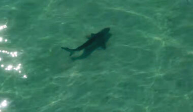 Great white shark sighted off Shell Key