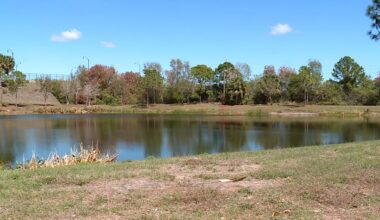 Port St. Lucie boy, 5, with autism drowns after wandering from home