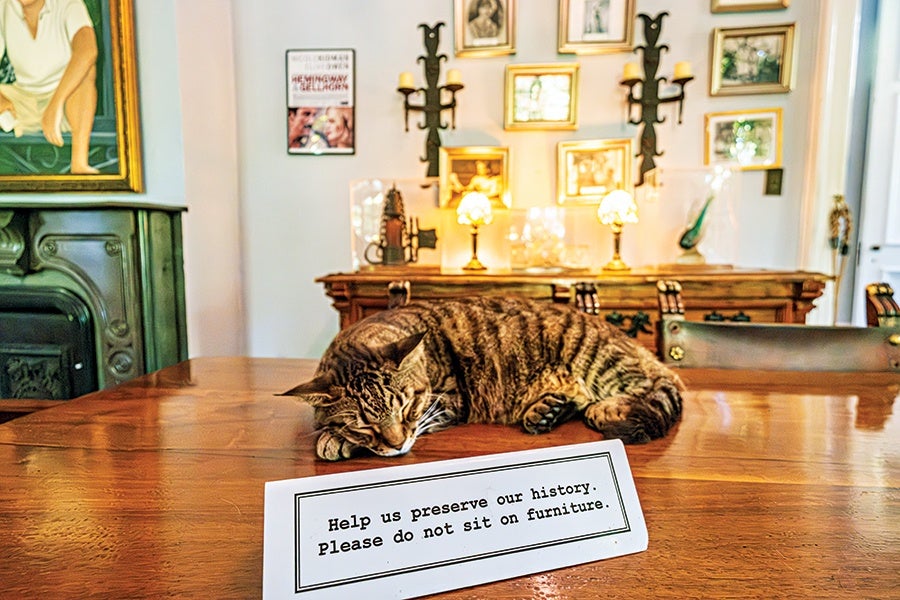 A tabby cat is lying on a polished wooden table in a room decorated with framed pictures and wall sconces. In front of the cat, there is a sign that reads, 
