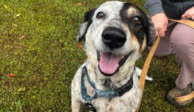 Let a new friendship blossom with these adorable pups