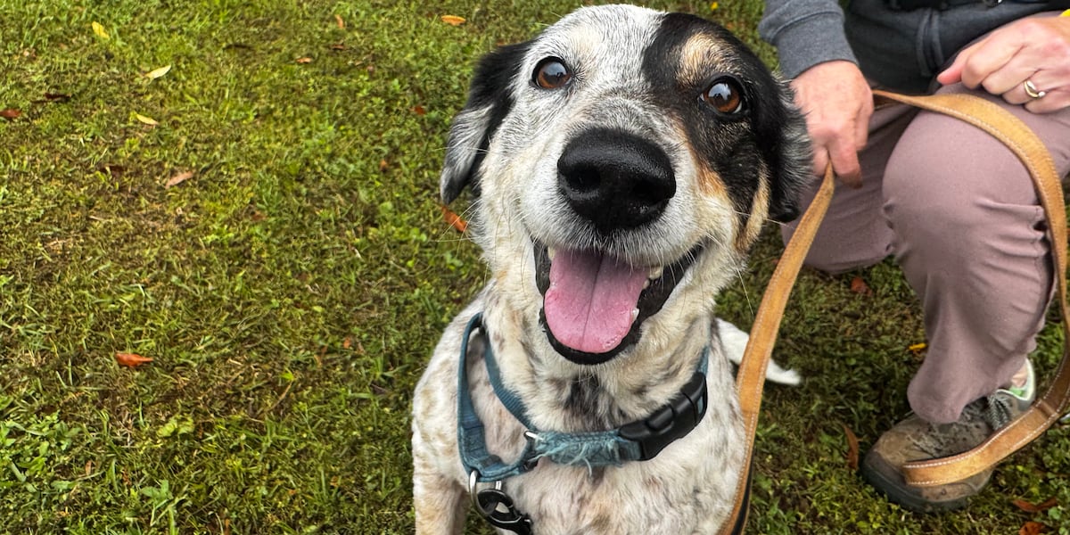 Let a new friendship blossom with these adorable pups