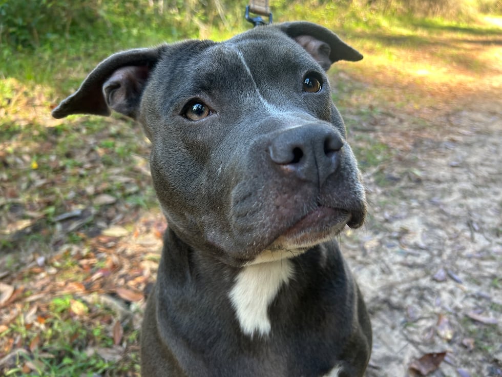 Twin has a face so full of hope and earnestness, that she’s simply irresistible!