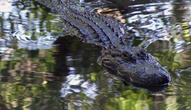 Florida investigators look into viral video of people in airboat firing on alligator