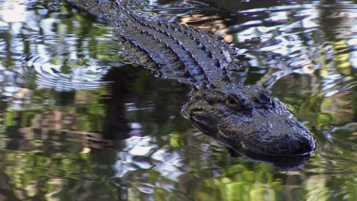 Florida investigators look into viral video of people in airboat firing on alligator