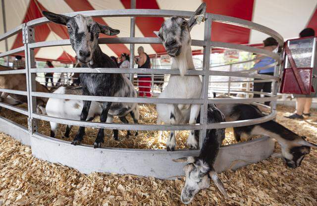 Goats wait for snacks and pets during the opening day of the 74th annual Miami-Dade County Youth Fair on Thursday, March 12, 2026, in Miami, Fla.