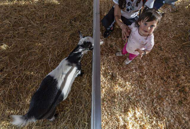 A goats approaches Leia, 2, for a snack and a pet during the opening day of the 74th annual Miami-Dade County Youth Fair on Thursday, March 12, 2026, in Miami, Fla.