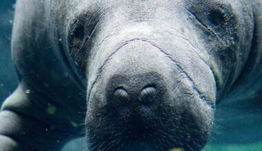 Stan Kroh recounts key elements in the evolution of the manatee viewing center in Apollo Beach, which he’s overseen for 26 years