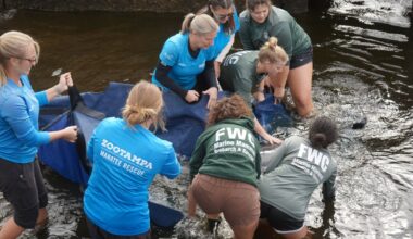 ZooTampa expands manatee care – 83 Degrees Media