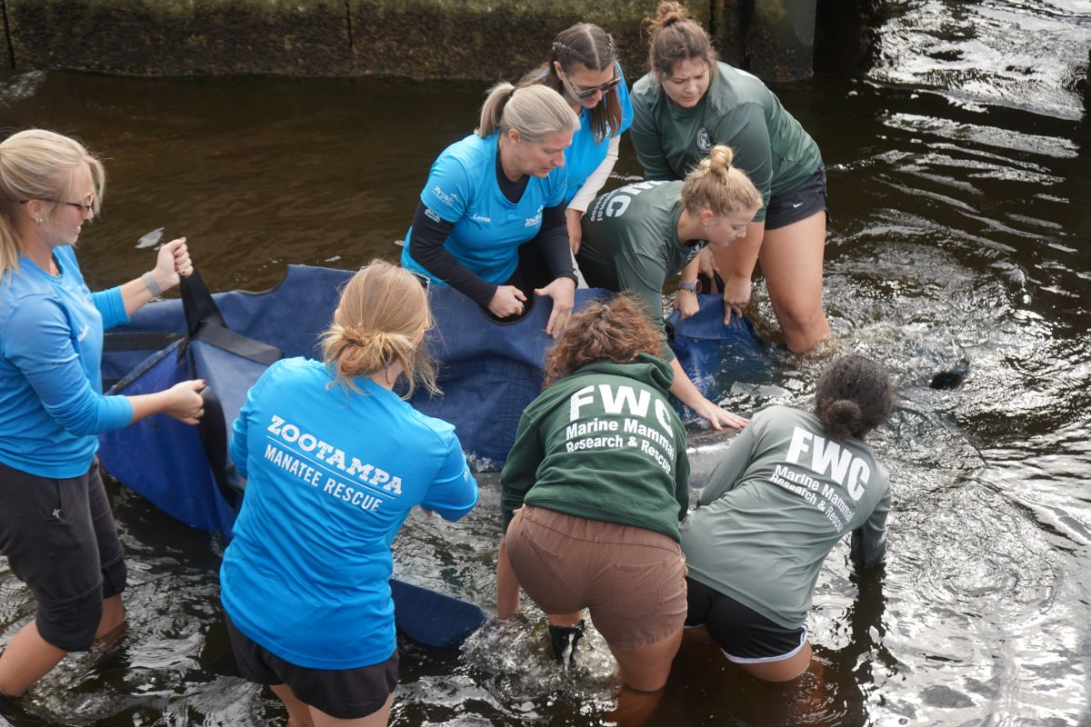 ZooTampa expands manatee care – 83 Degrees Media
