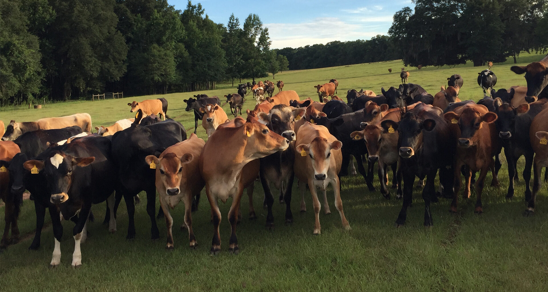 Keeping Florida’s working lands green