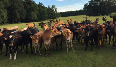 Keeping Florida’s working lands green