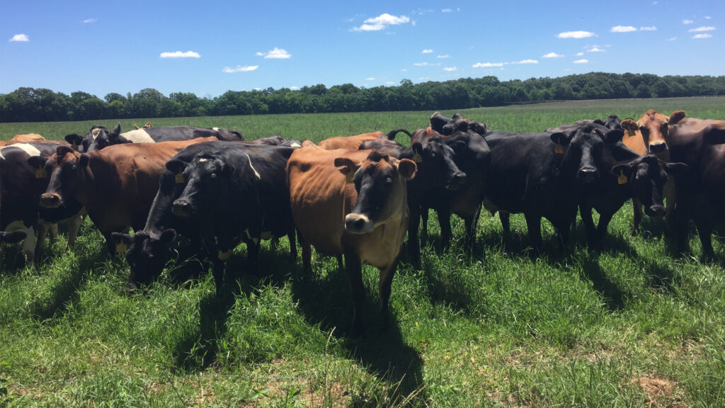 Meghan Austin and her family operate a pasture-based dairy and related enterprises, including Southern Craft Creamery, a bottling facility and a farm-to-table market in Marianna. (Image courtesy of Meghan Austin)