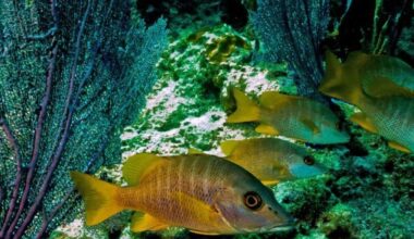 Indian man dies in Florida Keys scuba diving incident