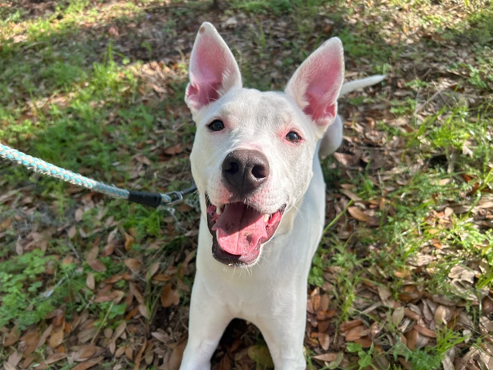 Groot loves chew toys, squeaky toys - just about any toys - and socks will do just fine too!