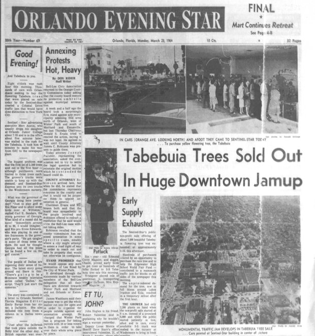 The Orlando Sentinel and Evening Star sold 7,000 Tabebuia trees for $1.50 each on March 23, 1964, to help raise funds for Edgewater High School's band to attend the world's fair in New York City. Traffic was jammed along downtown streets as residents flocked to get the trees. (Orlando Sentinel file)
