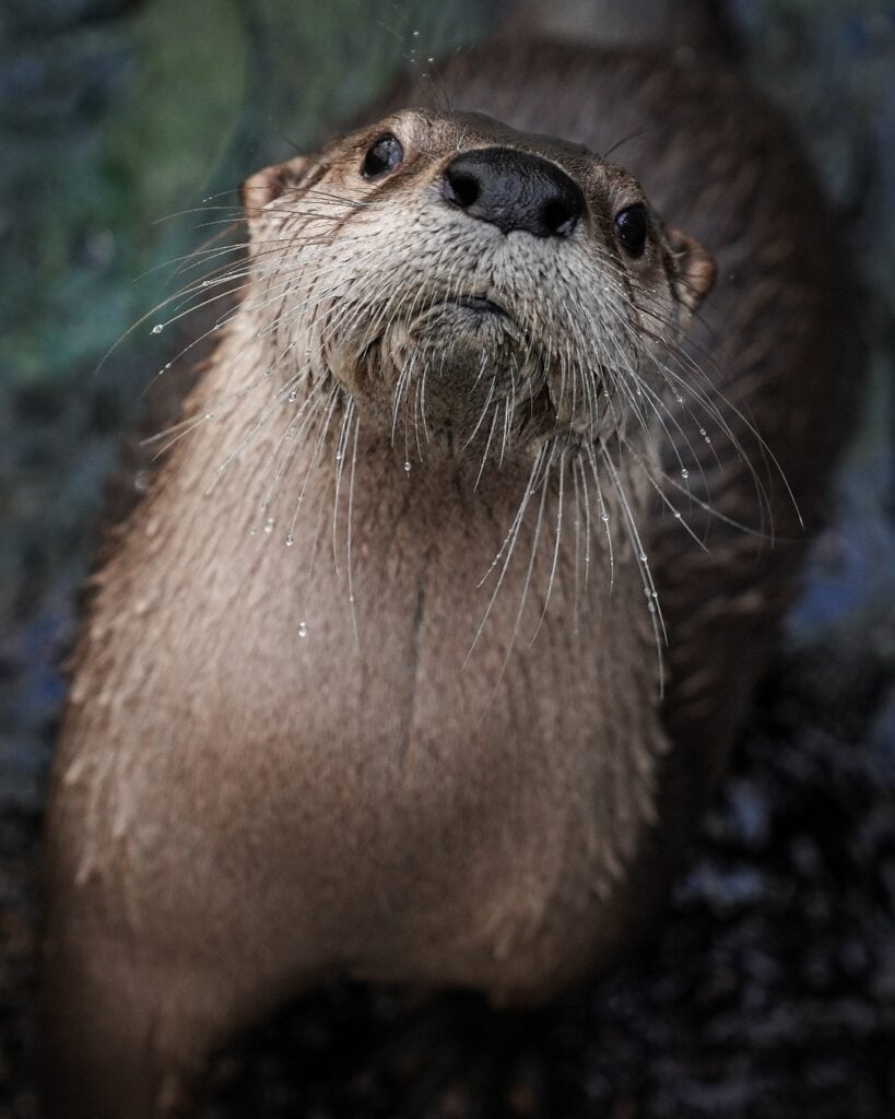 Animals at an aquarium