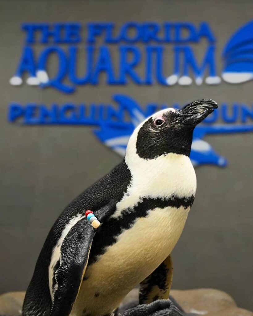 Animals at an aquarium