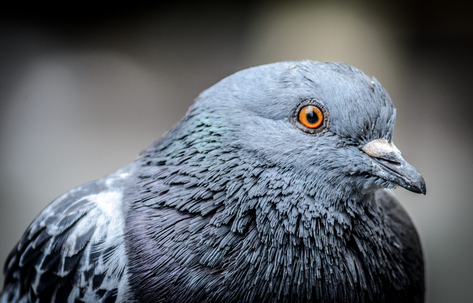 Close-up of right-side of pigeon
