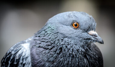 Close-up of right-side of pigeon