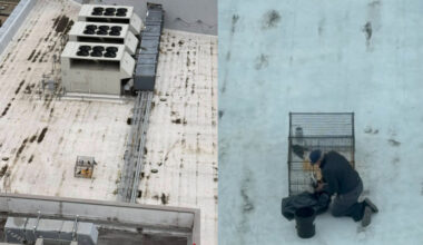 Side-by-side photo of caged pigeons on roof (left) and a photo of the man kneeling next to the cage stuffing the birds into the garbage bag.