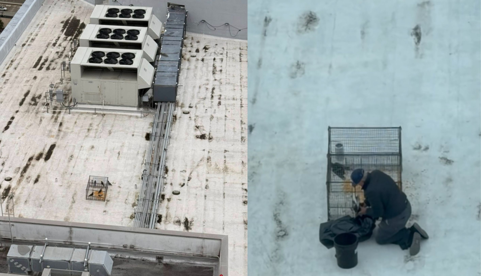 Side-by-side photo of caged pigeons on roof (left) and a photo of the man kneeling next to the cage stuffing the birds into the garbage bag.