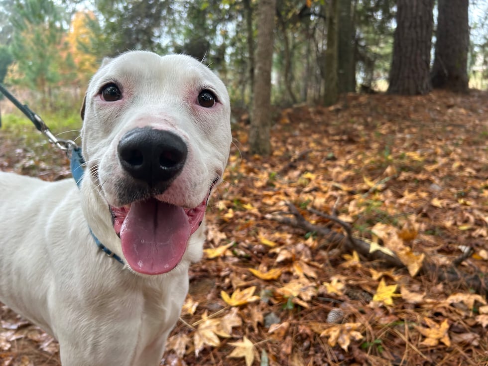 Snow is into bird watching, squirrel gazing and joining you on your next outdoor adventure!