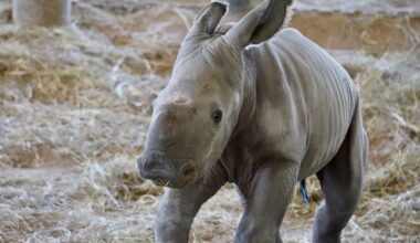 ZooTampa Welcomes Southern White Rhino Calf Named Kelele