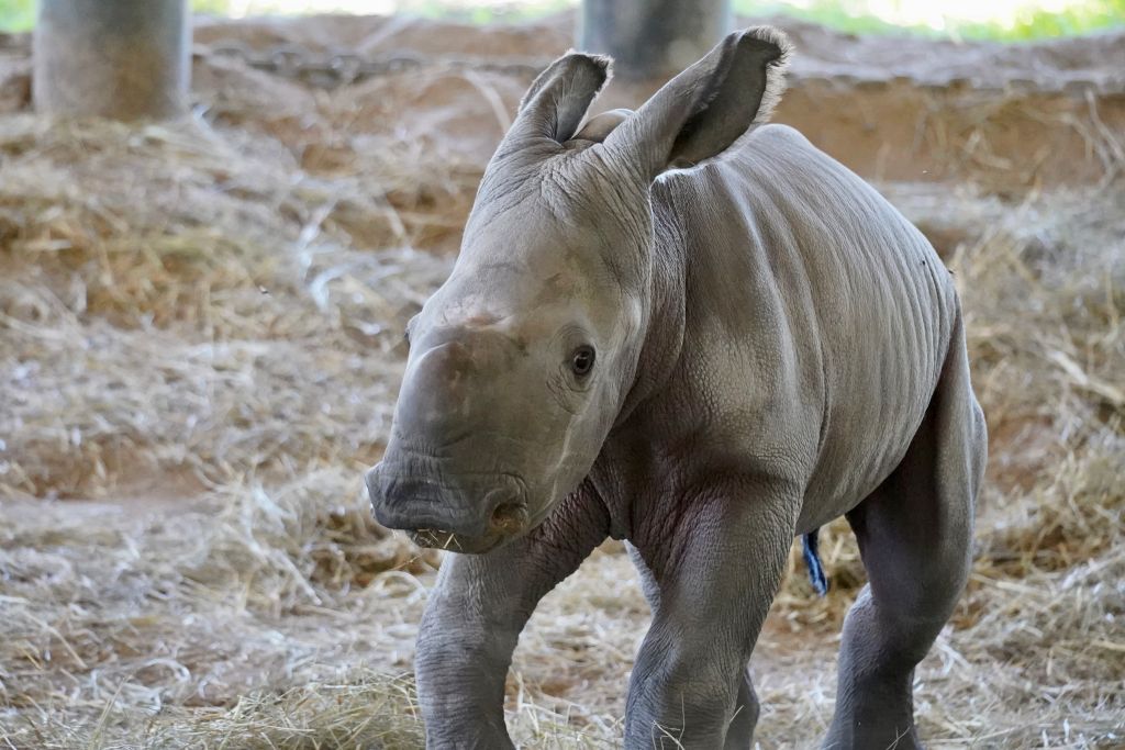 ZooTampa Welcomes Southern White Rhino Calf Named Kelele