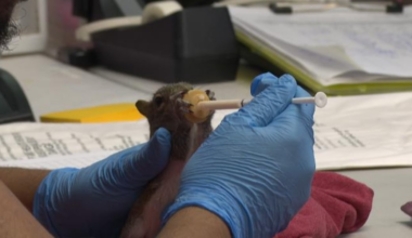 St. Francis Wildlife Association handles baby season surge