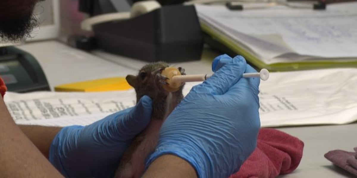 St. Francis Wildlife Association handles baby season surge