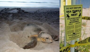 Sea turtle nesting season begins; FWC urges beachgoers to protect nests, hatchlings