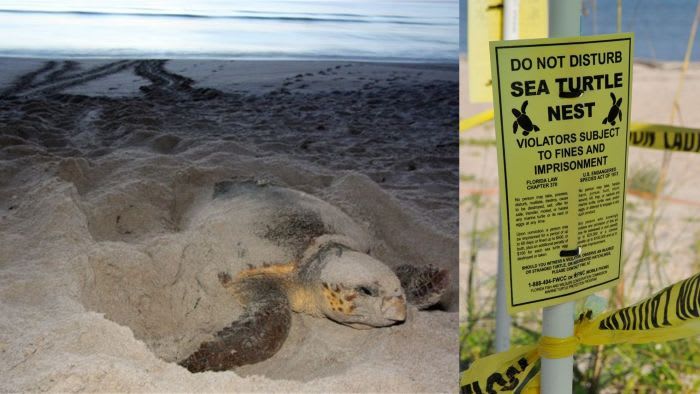 Sea turtle nesting season begins; FWC urges beachgoers to protect nests, hatchlings
