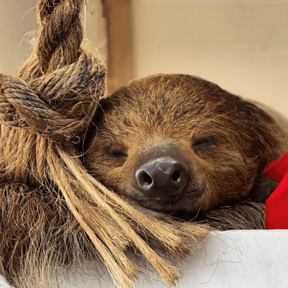 Animals at an aquarium