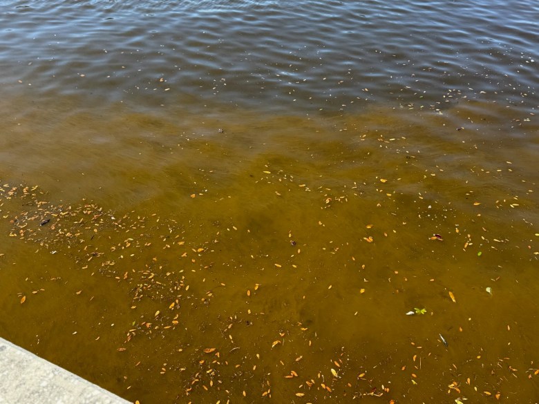 Close-up of murky brown water and surface debris in the Hillsborough River following the 2025 River O' Green festival in Tampa, documented by environmental advocates raising concerns about water quality.