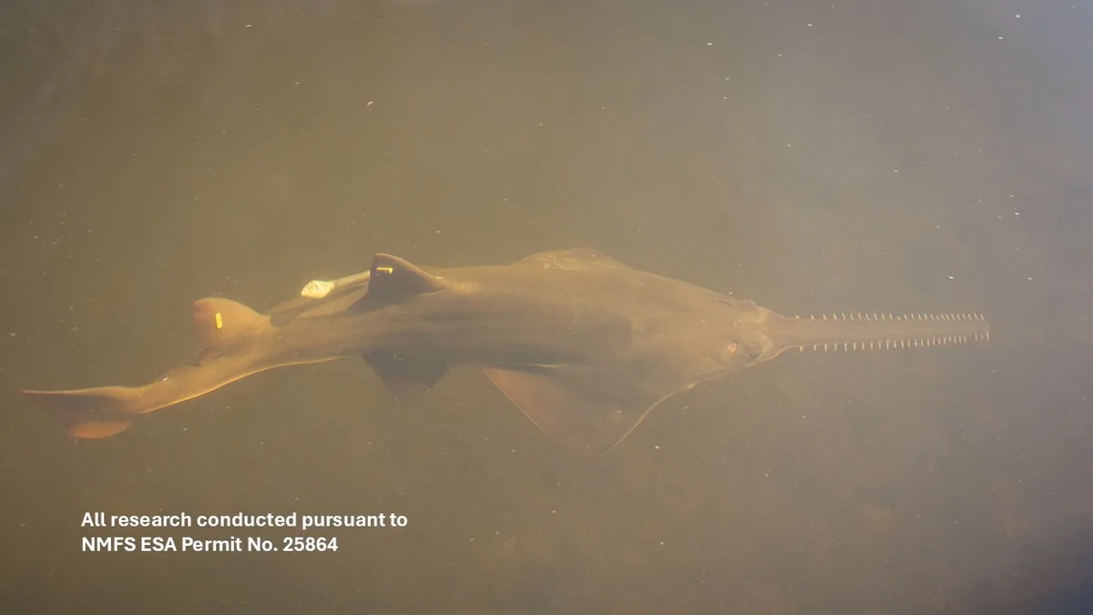 Smalltooth sawfish