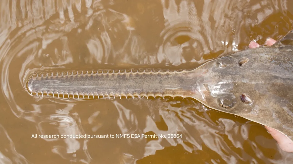 Smalltooth sawfish