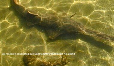 Smalltooth&nbsp;sawfish