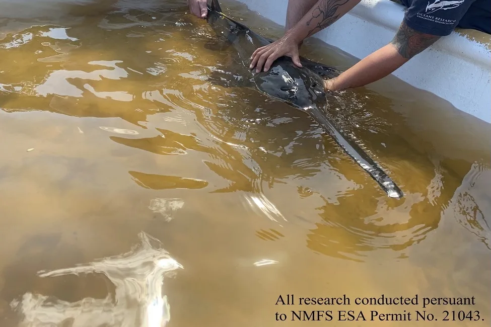 Smalltooth sawfish recovery
