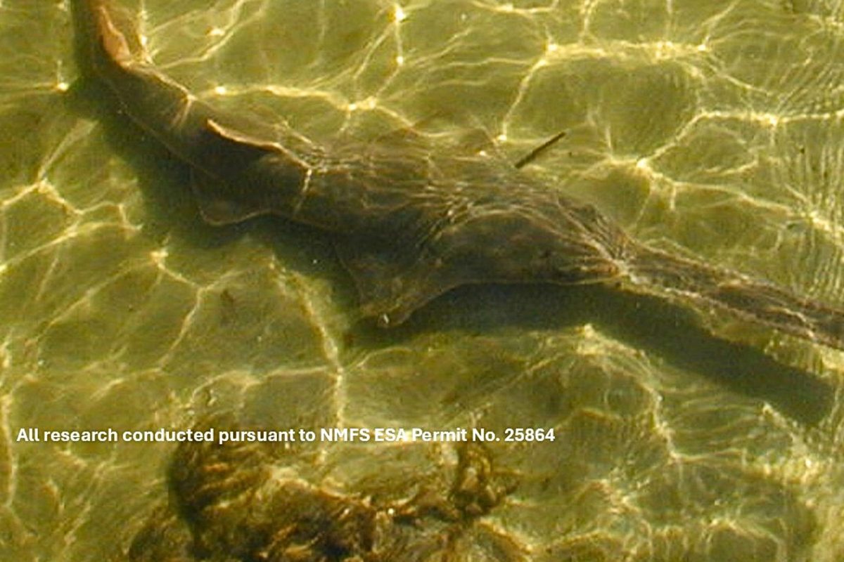 Smalltooth&nbsp;sawfish